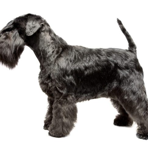 Miniature Schnauzer black isolatad over white background