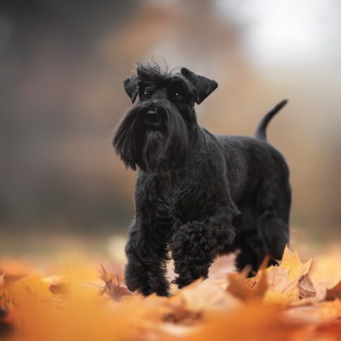 A black miniature schnauzer dog with long ears walking among fallen leaves against the backdrop of a misty autumn landscape. Paw in the air.